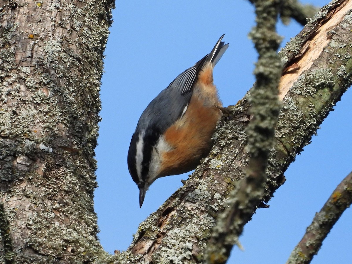 Red-breasted Nuthatch - ML640808973