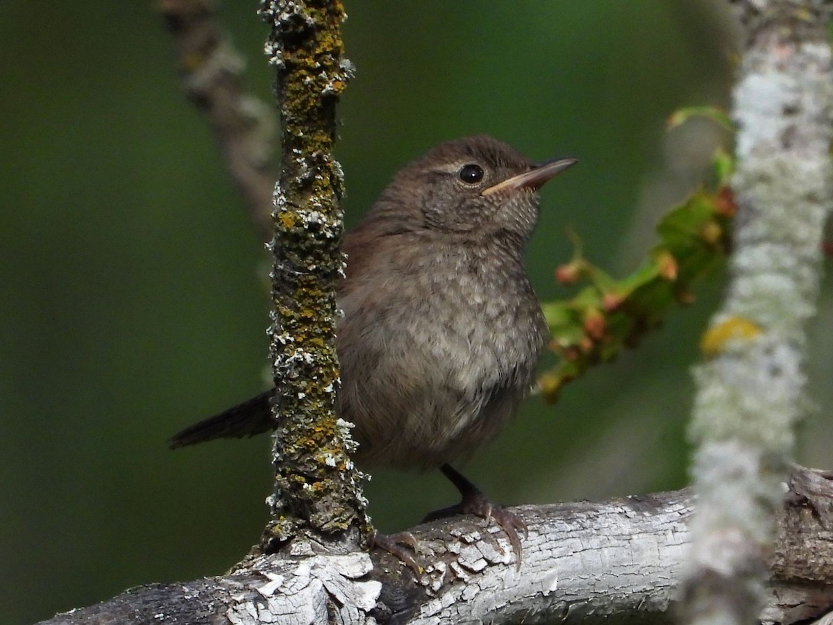 Northern House Wren (Northern) - ML640808974