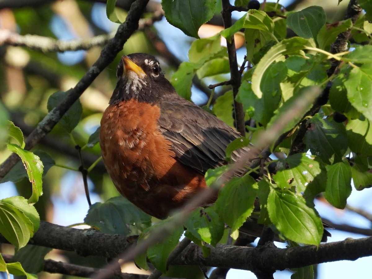 American Robin - ML640808979