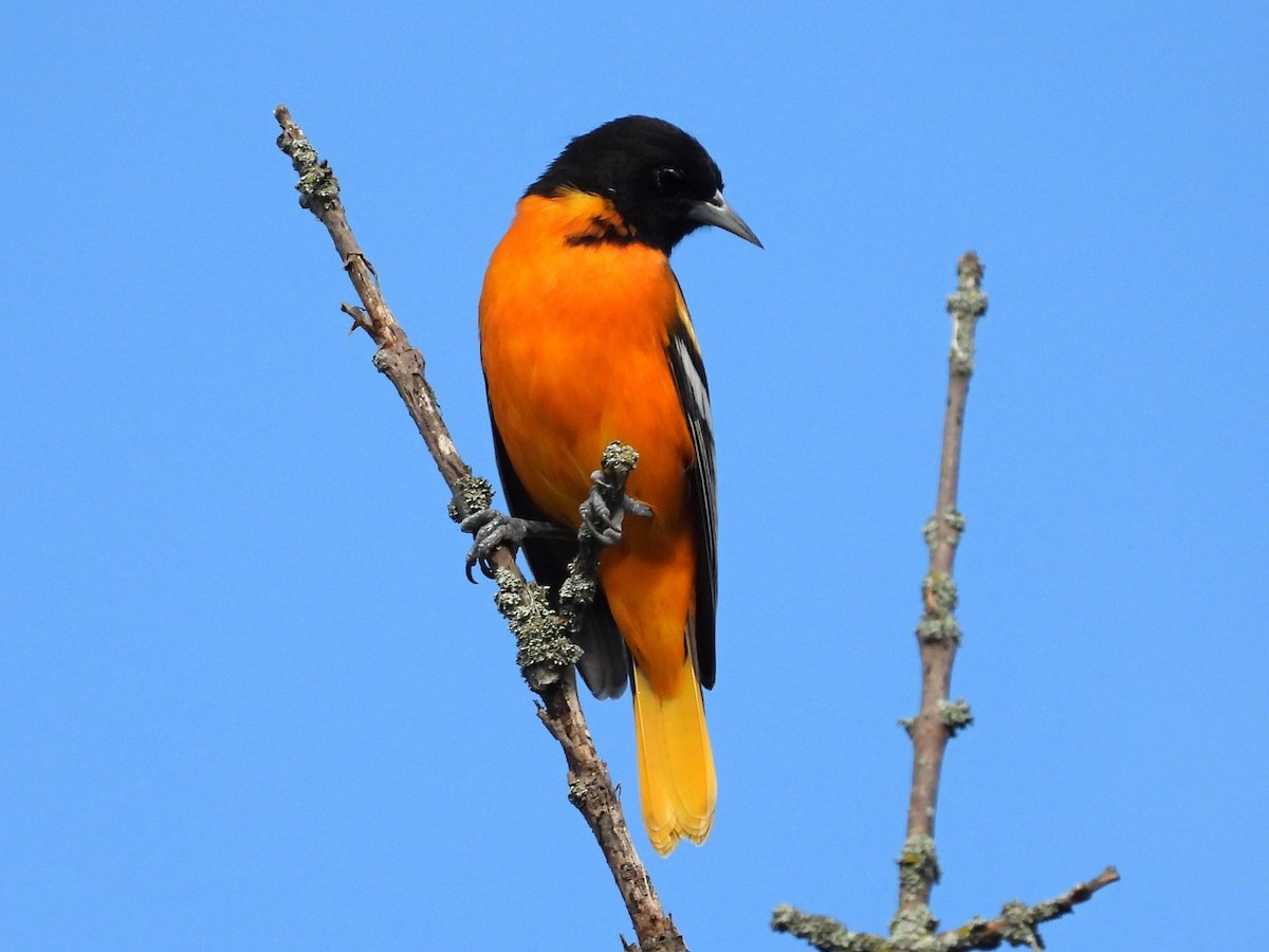 Baltimore Oriole - ML640808981