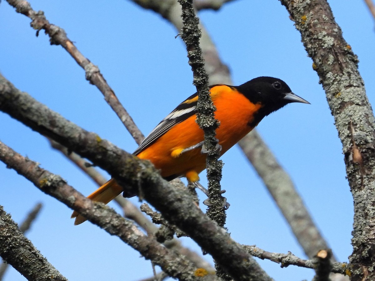 Baltimore Oriole - ML640808982