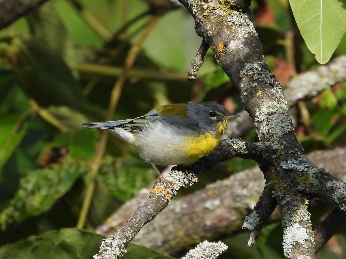 Northern Parula - ML640808985