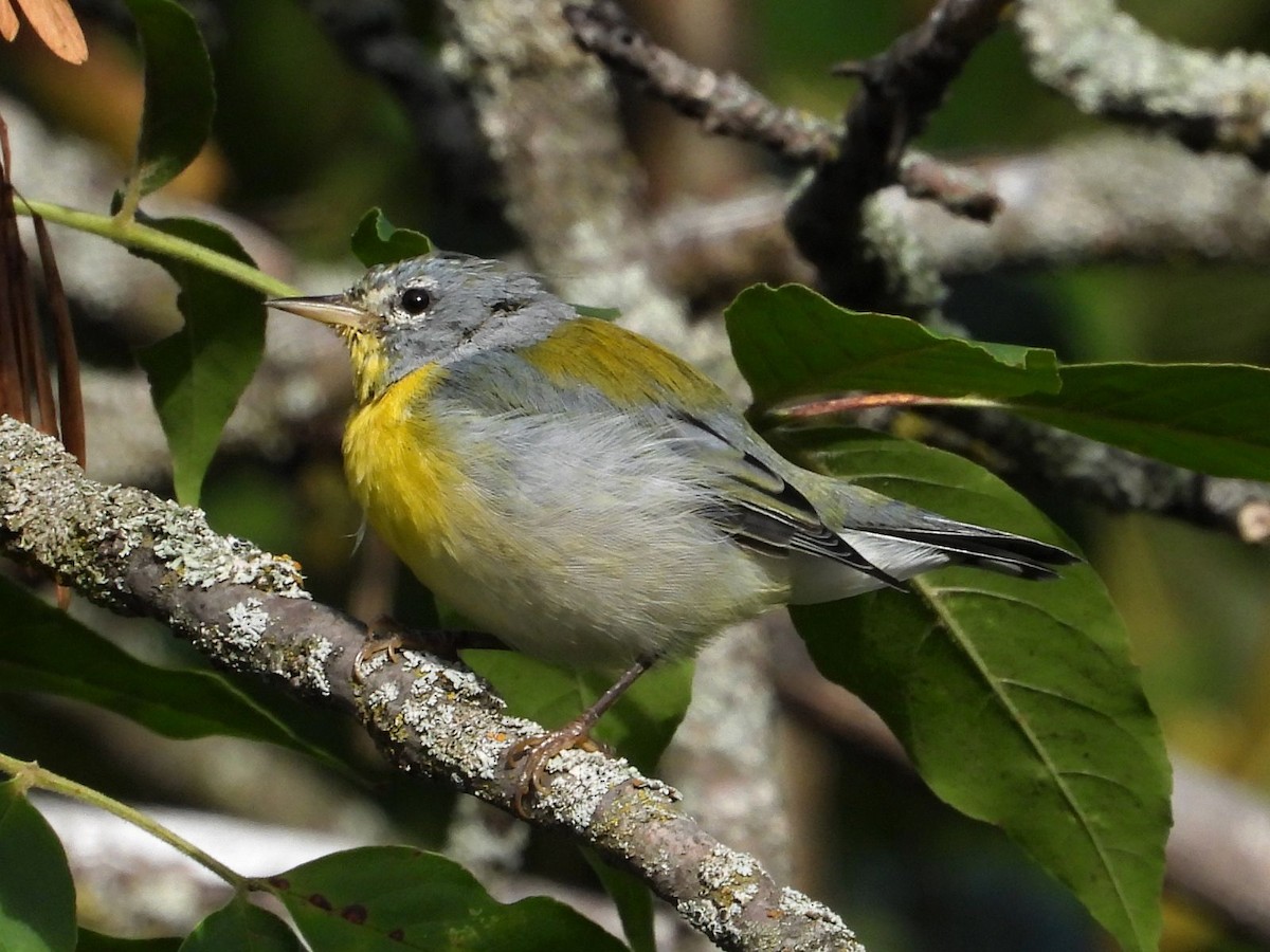 Northern Parula - ML640808986