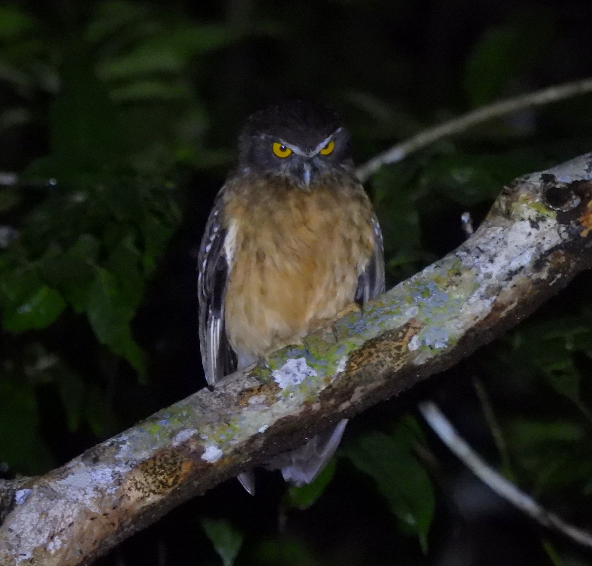 Ochre-bellied Boobook - ML640808993