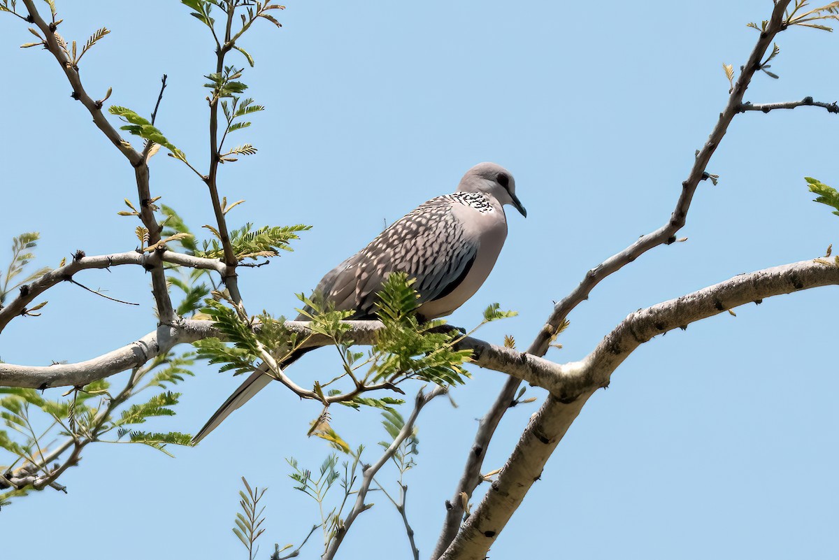 Spotted Dove - ML640809002