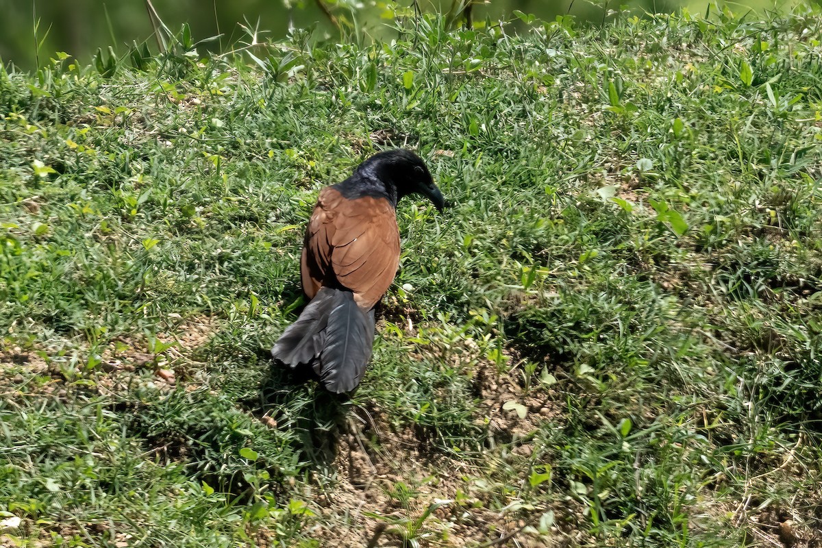 Greater Coucal - ML640809010