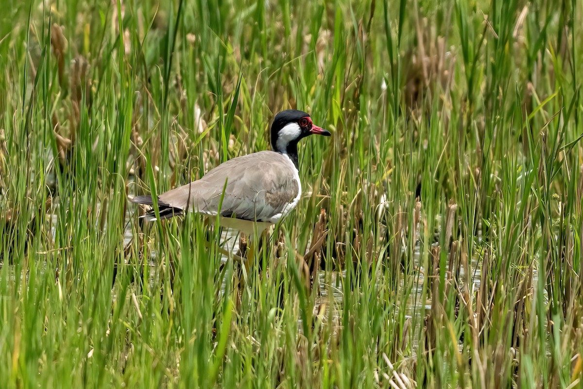 Red-wattled Lapwing - ML640809016