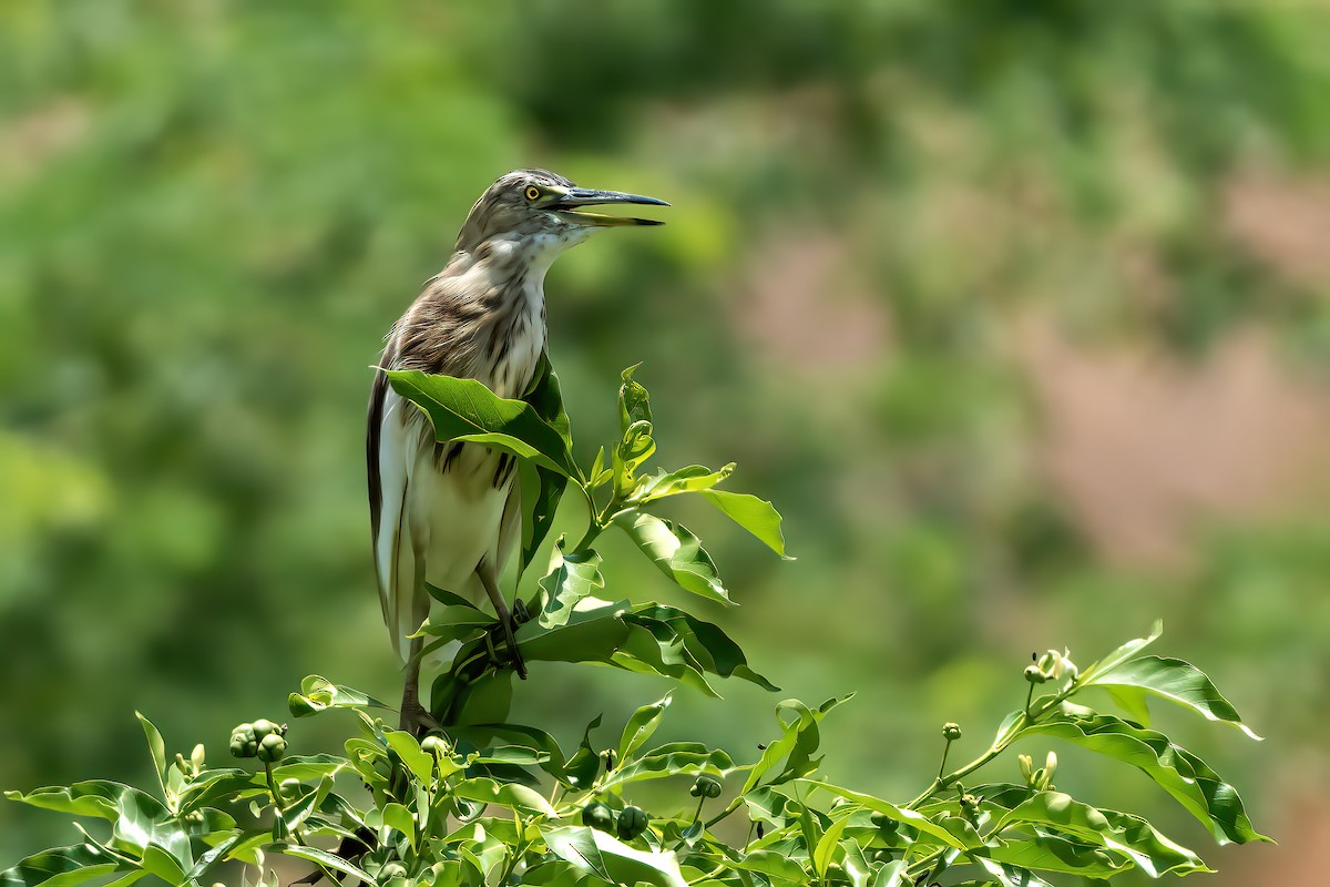 Indian Pond-Heron - ML640809017