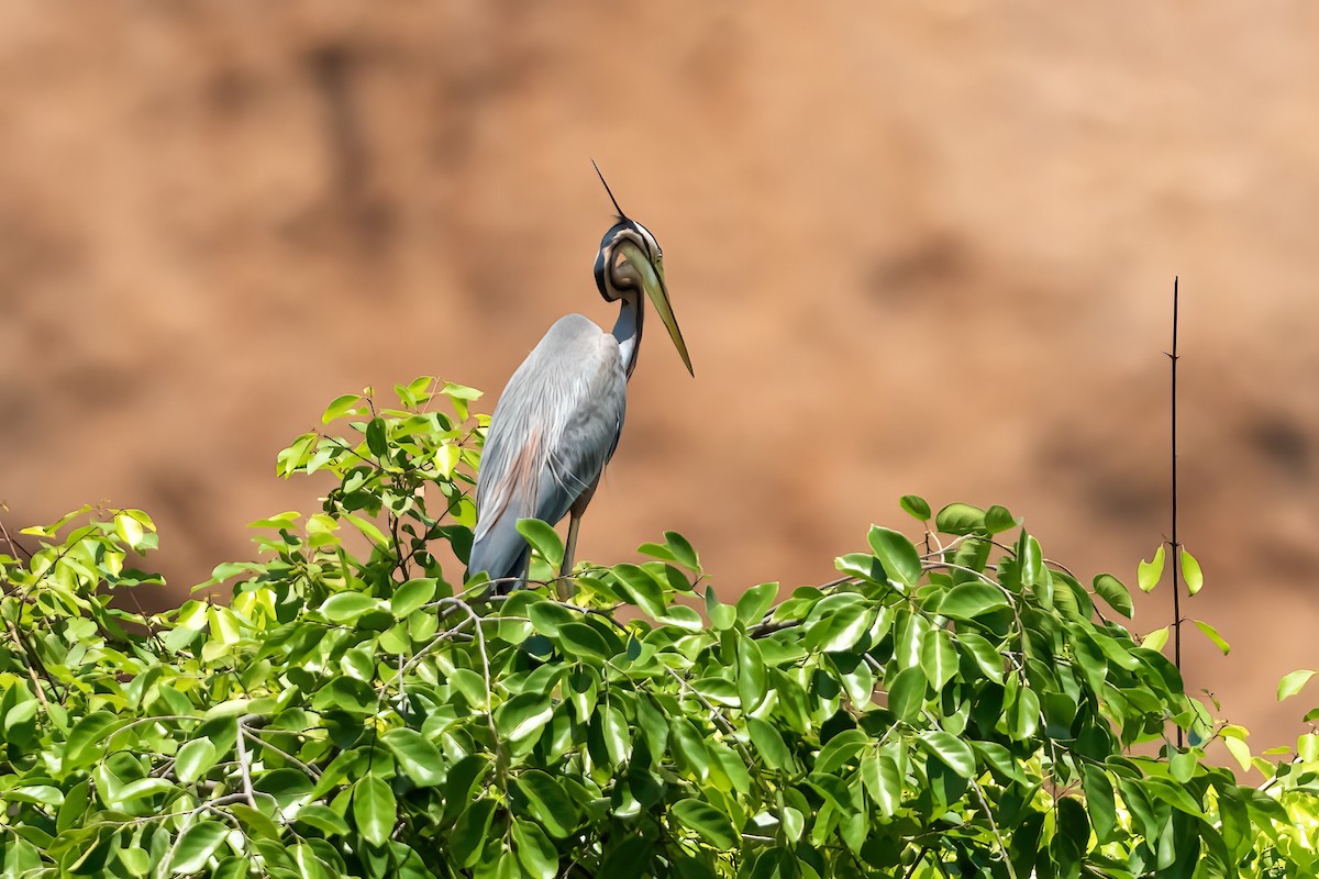 Purple Heron - ML640809023