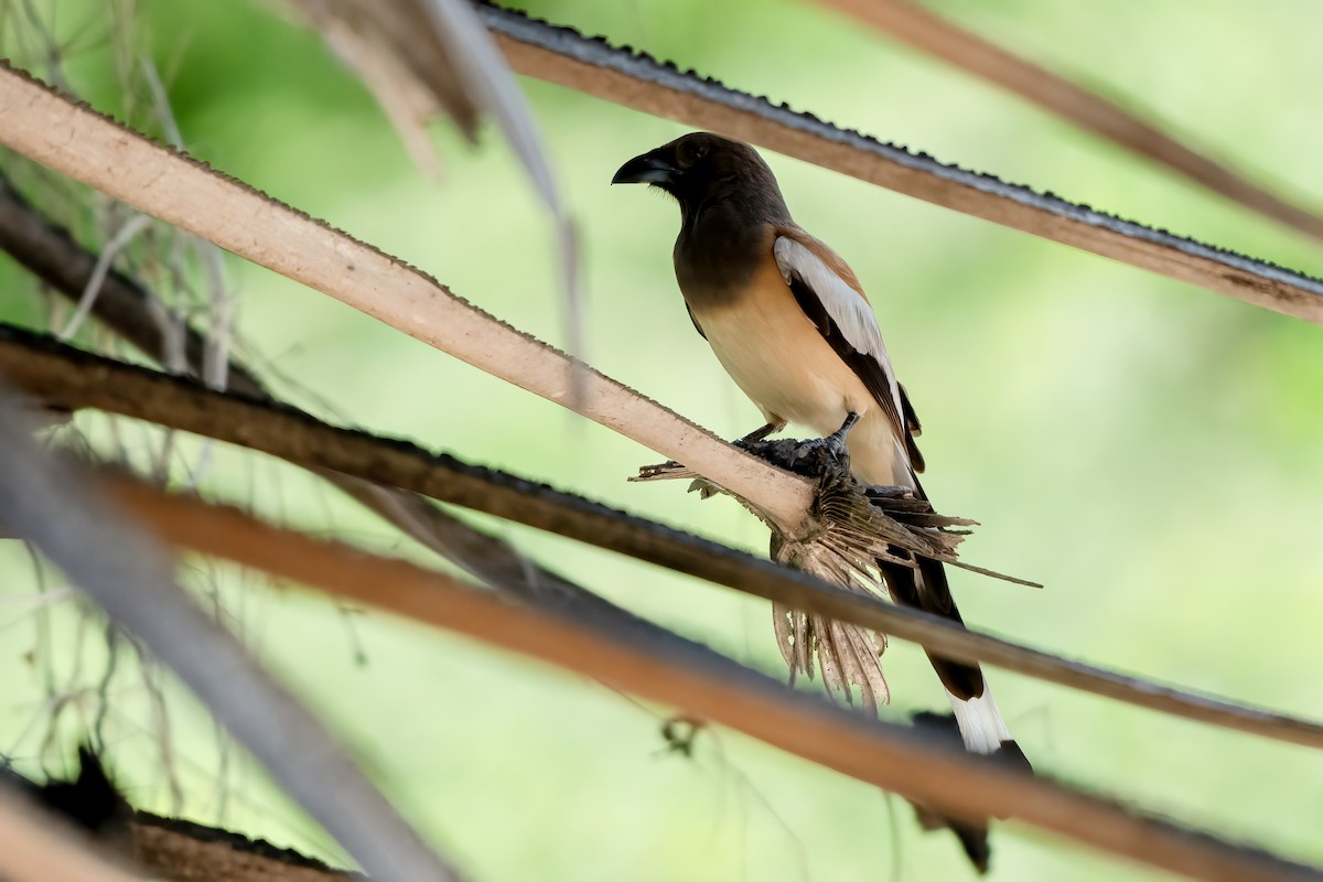 Rufous Treepie - ML640809030