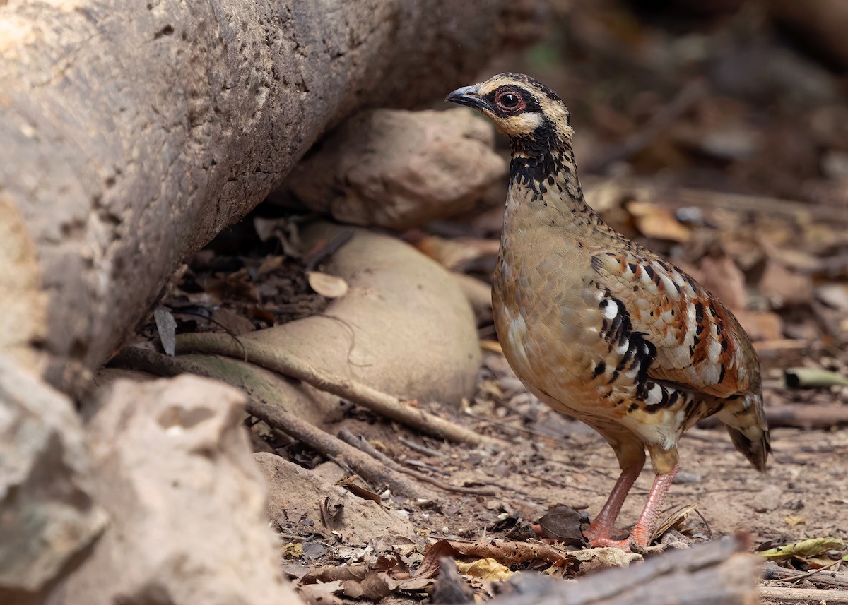 Bar-backed Partridge - ML640809049
