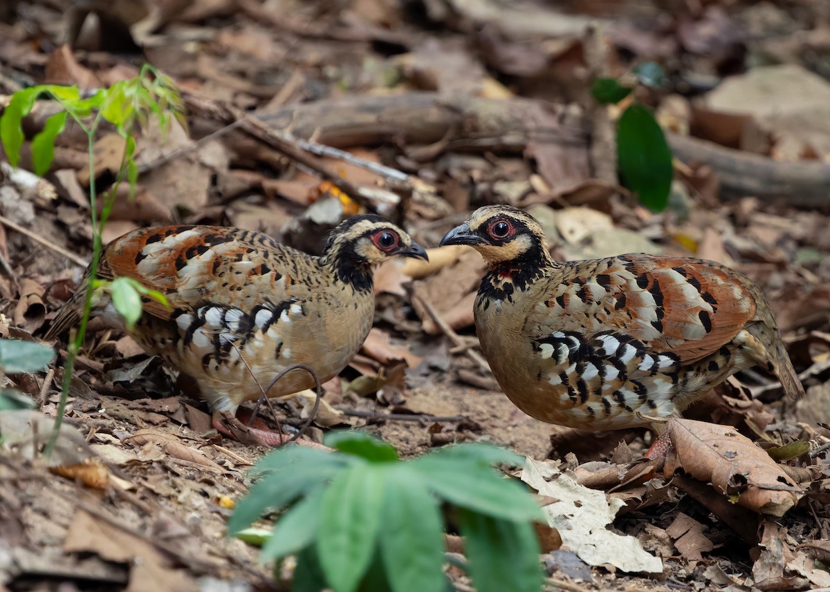 Bar-backed Partridge - ML640809050