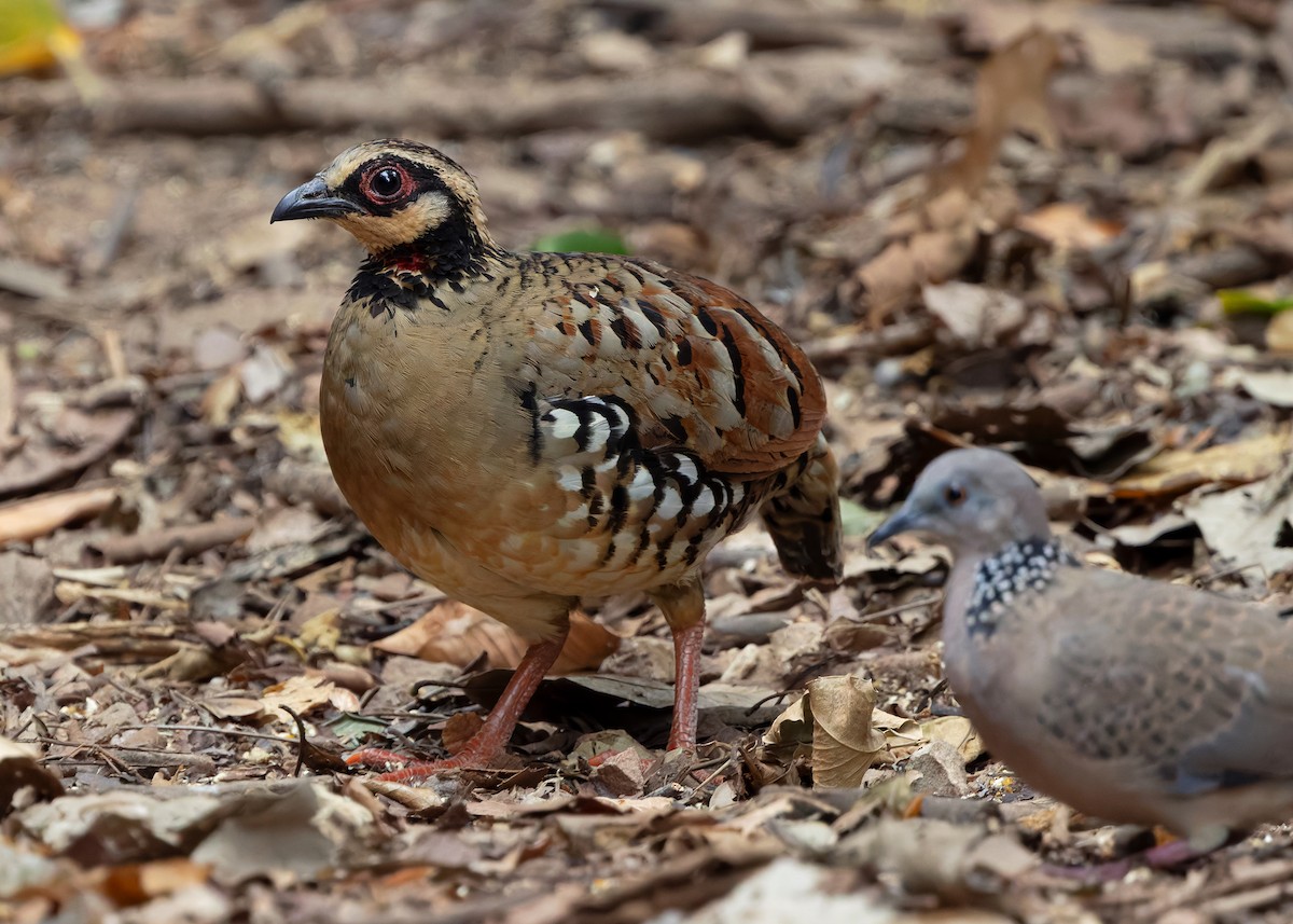 Bar-backed Partridge - ML640809051