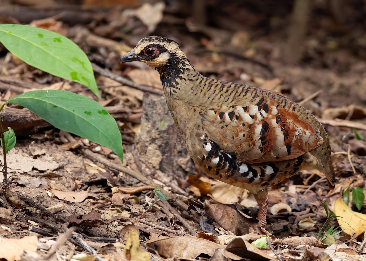 Bar-backed Partridge - ML640809052
