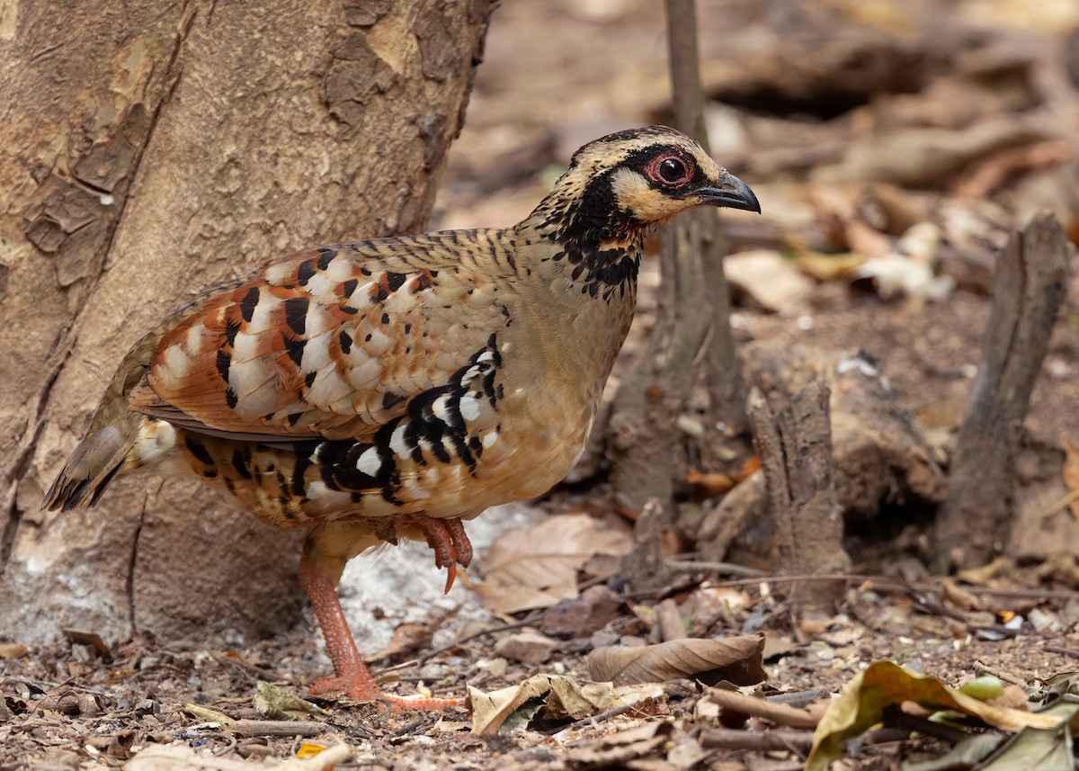 Bar-backed Partridge - ML640809053