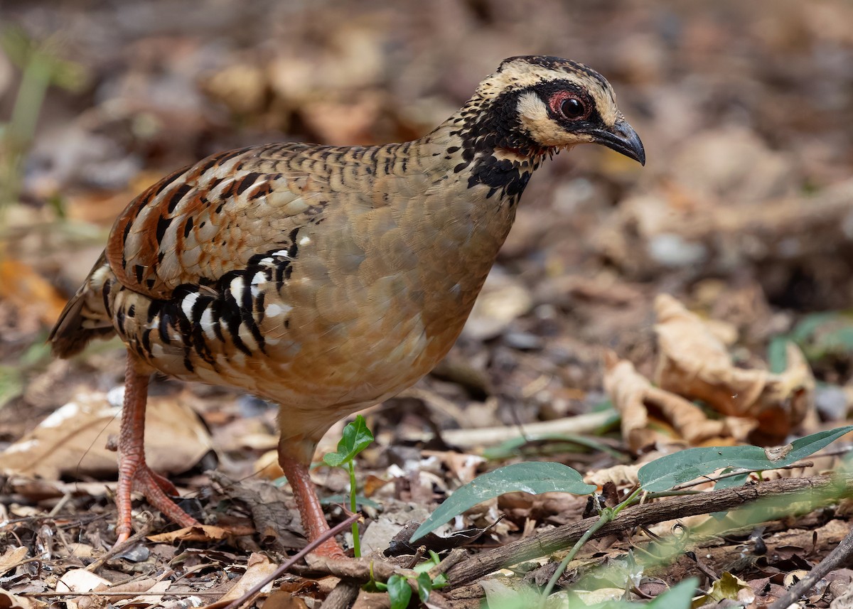 Bar-backed Partridge - ML640809054