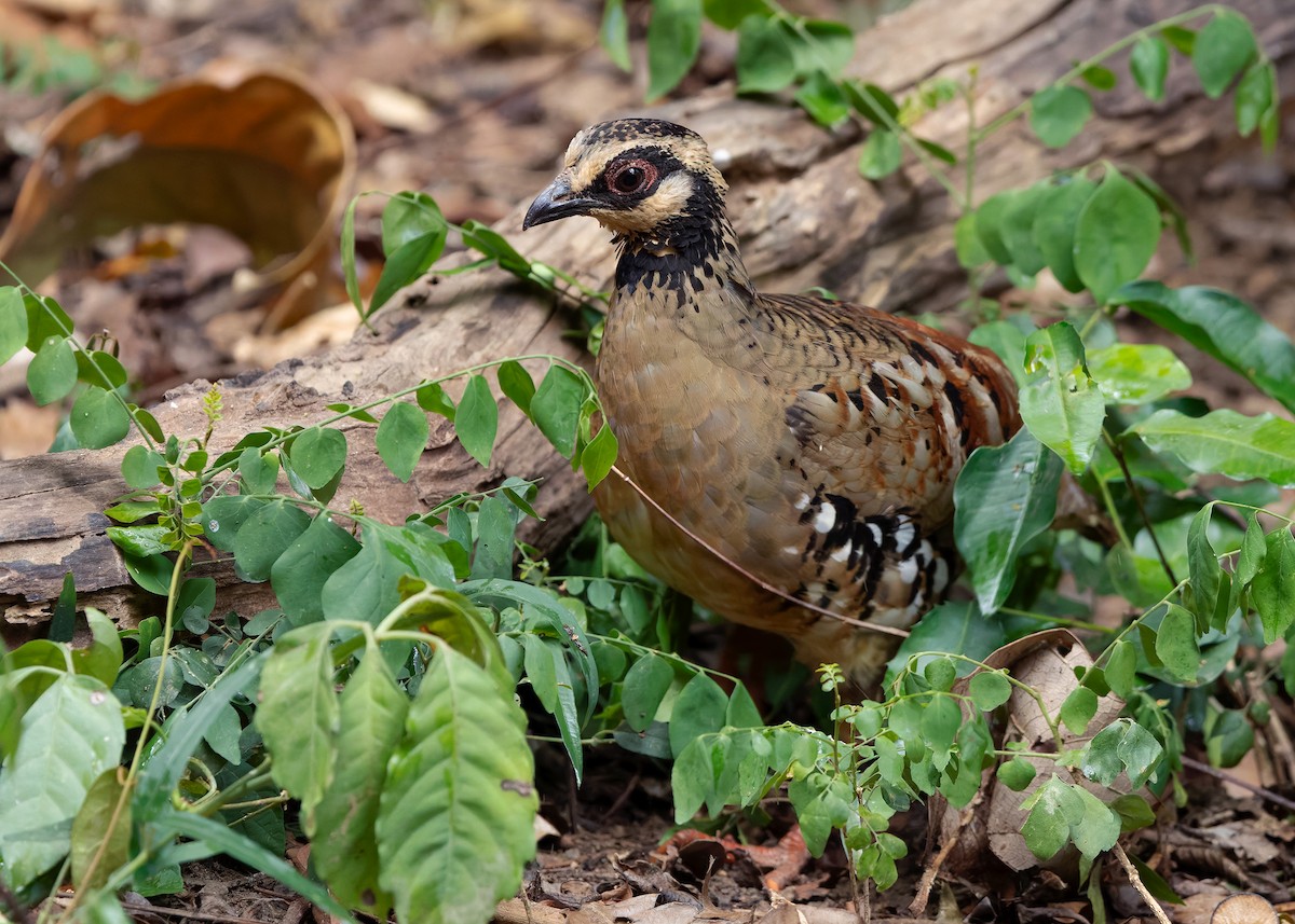 Bar-backed Partridge - ML640809055