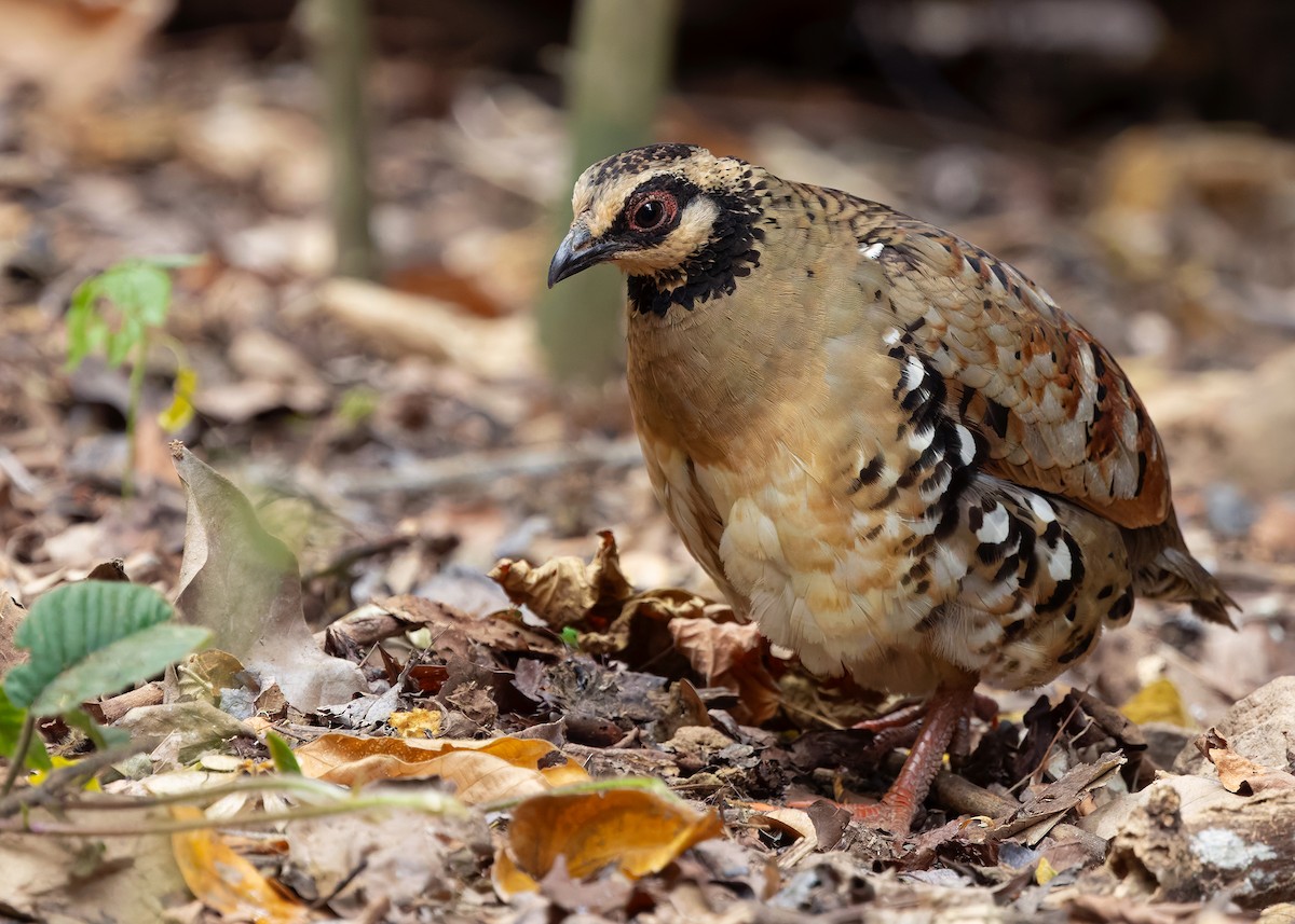 Bar-backed Partridge - ML640809056