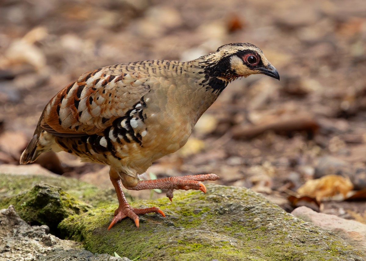 Bar-backed Partridge - ML640809057