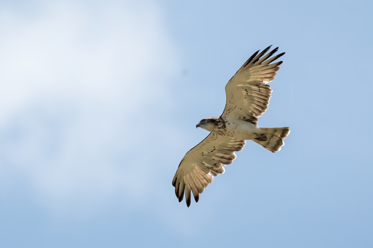 Short-toed Snake-Eagle - ML640809058