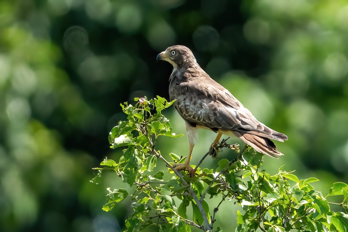 White-eyed Buzzard - ML640809060