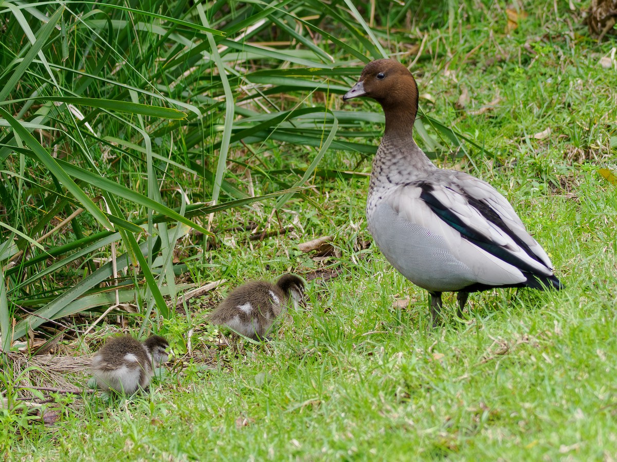 Maned Duck - ML640809063