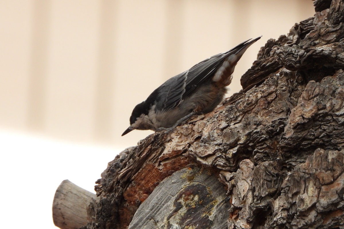 White-breasted Nuthatch - ML640809064