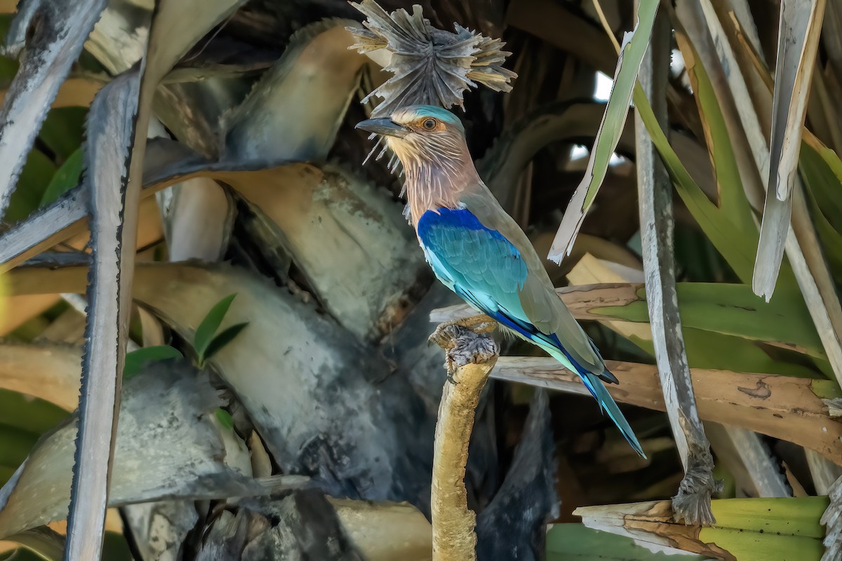 Indian Roller - ML640809065
