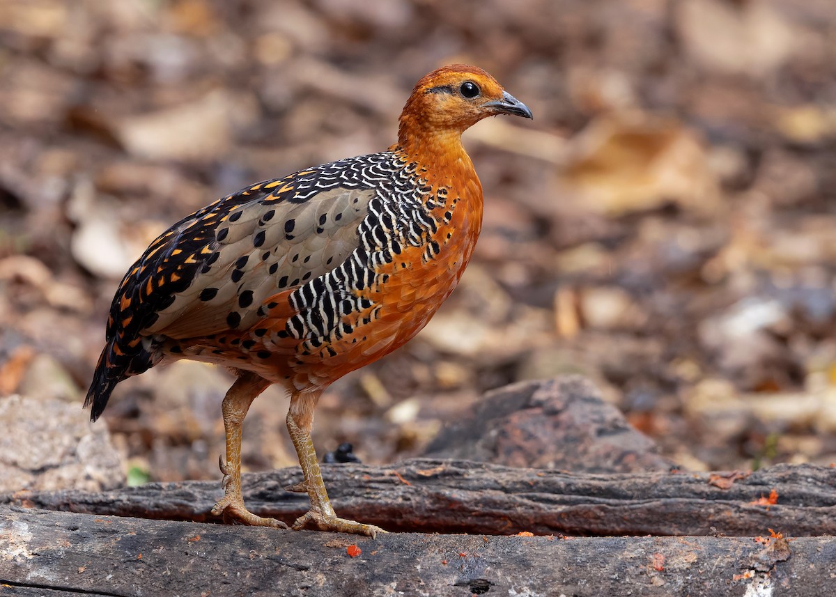 Ferruginous Partridge - ML640809067