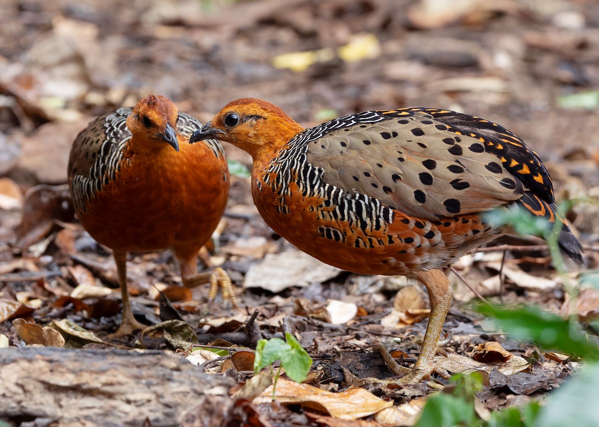 Ferruginous Partridge - ML640809068