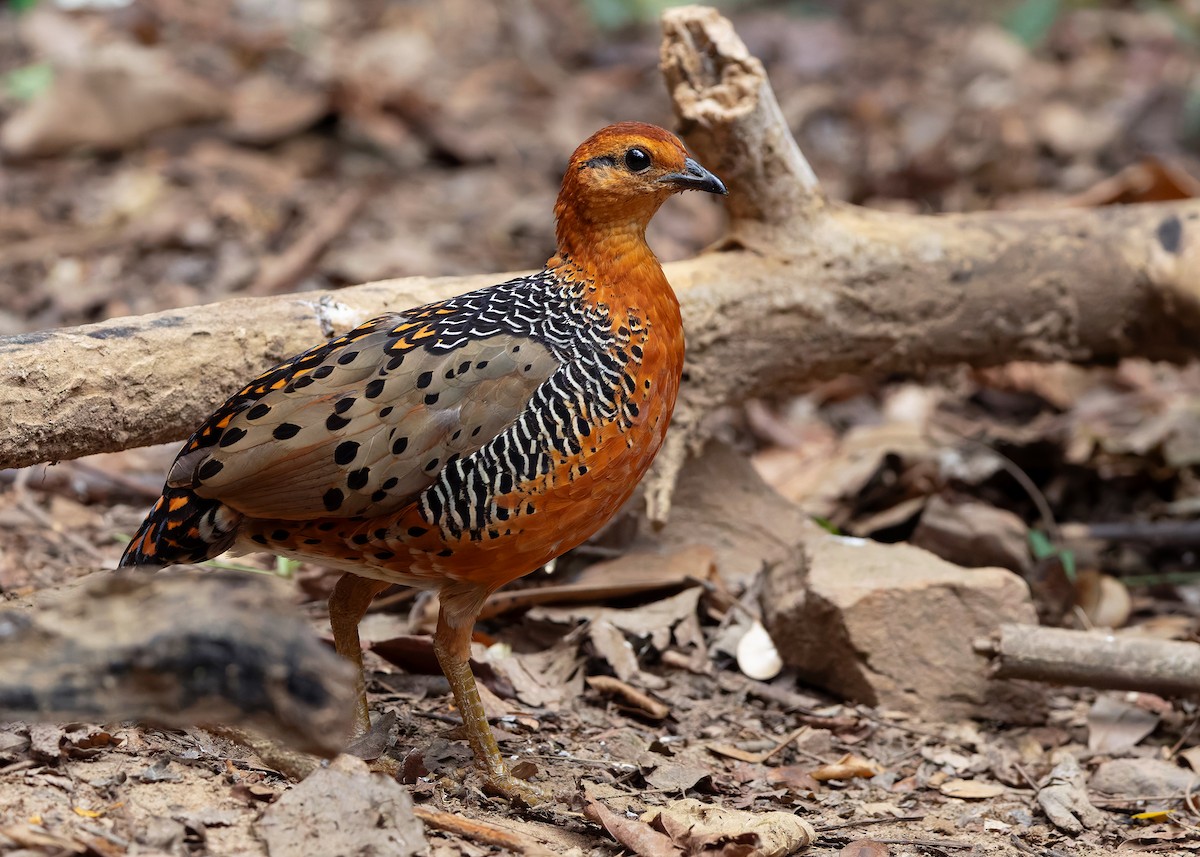Ferruginous Partridge - ML640809072