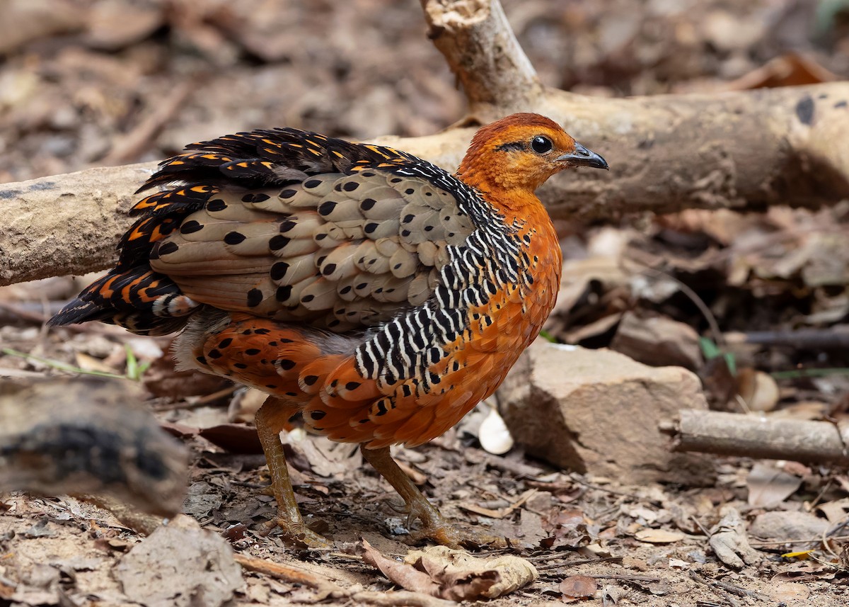 Ferruginous Partridge - ML640809073
