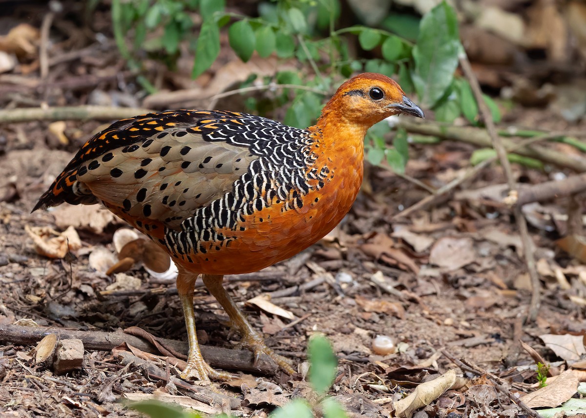 Ferruginous Partridge - ML640809074