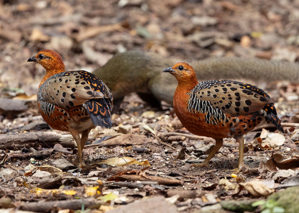 Ferruginous Partridge - ML640809075