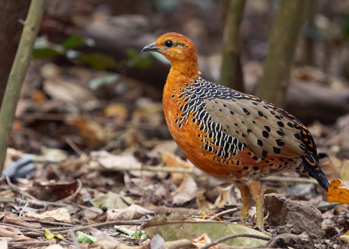 Ferruginous Partridge - ML640809077