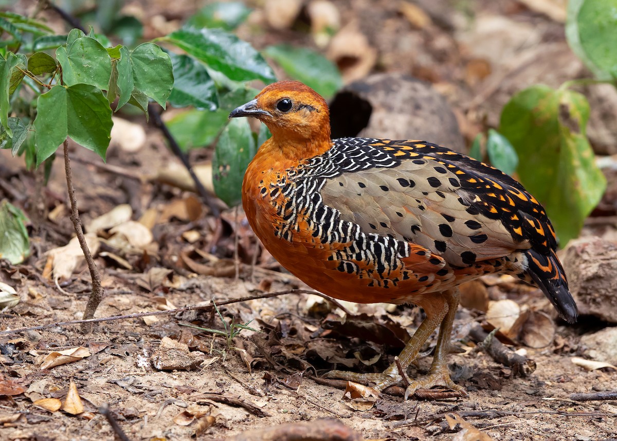 Ferruginous Partridge - ML640809079