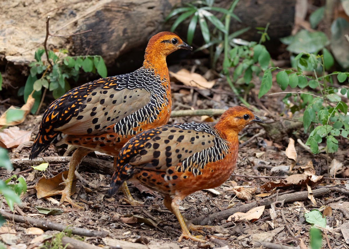 Ferruginous Partridge - ML640809081