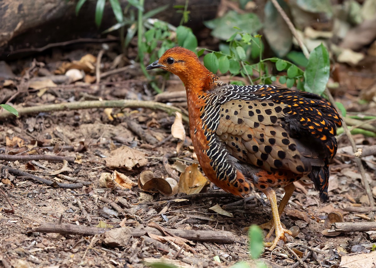 Ferruginous Partridge - ML640809082
