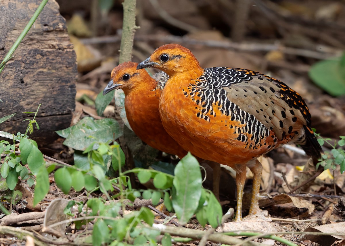 Ferruginous Partridge - ML640809083