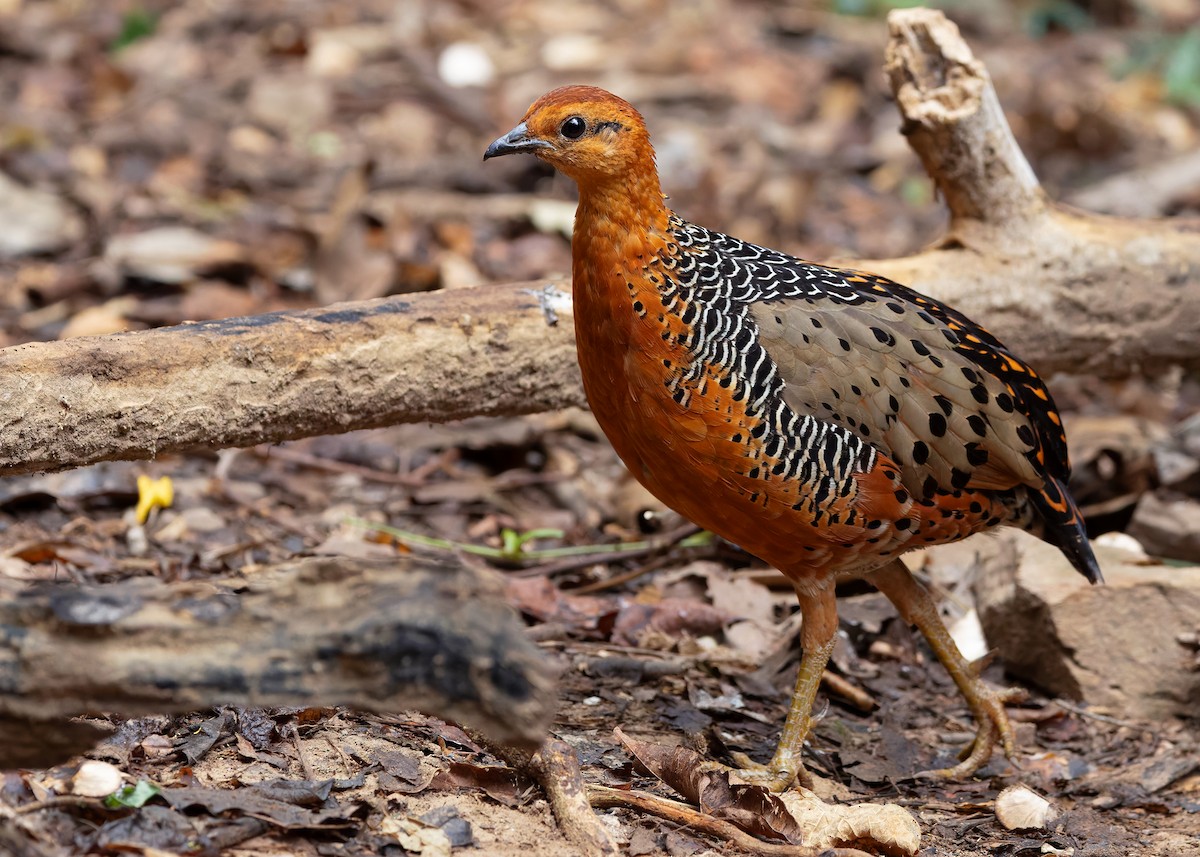 Ferruginous Partridge - ML640809084