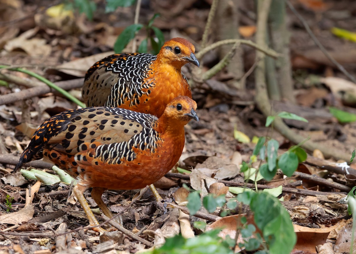 Ferruginous Partridge - ML640809088