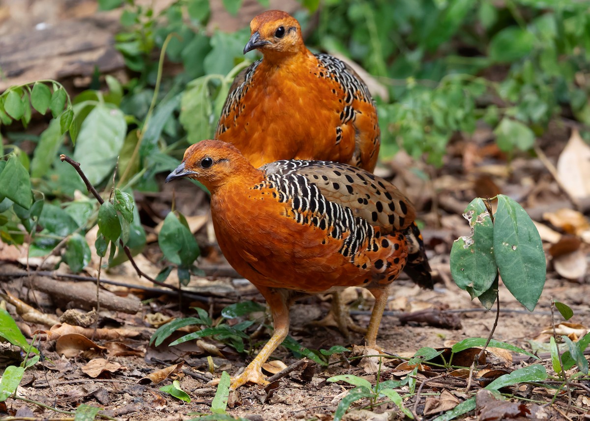 Ferruginous Partridge - ML640809089