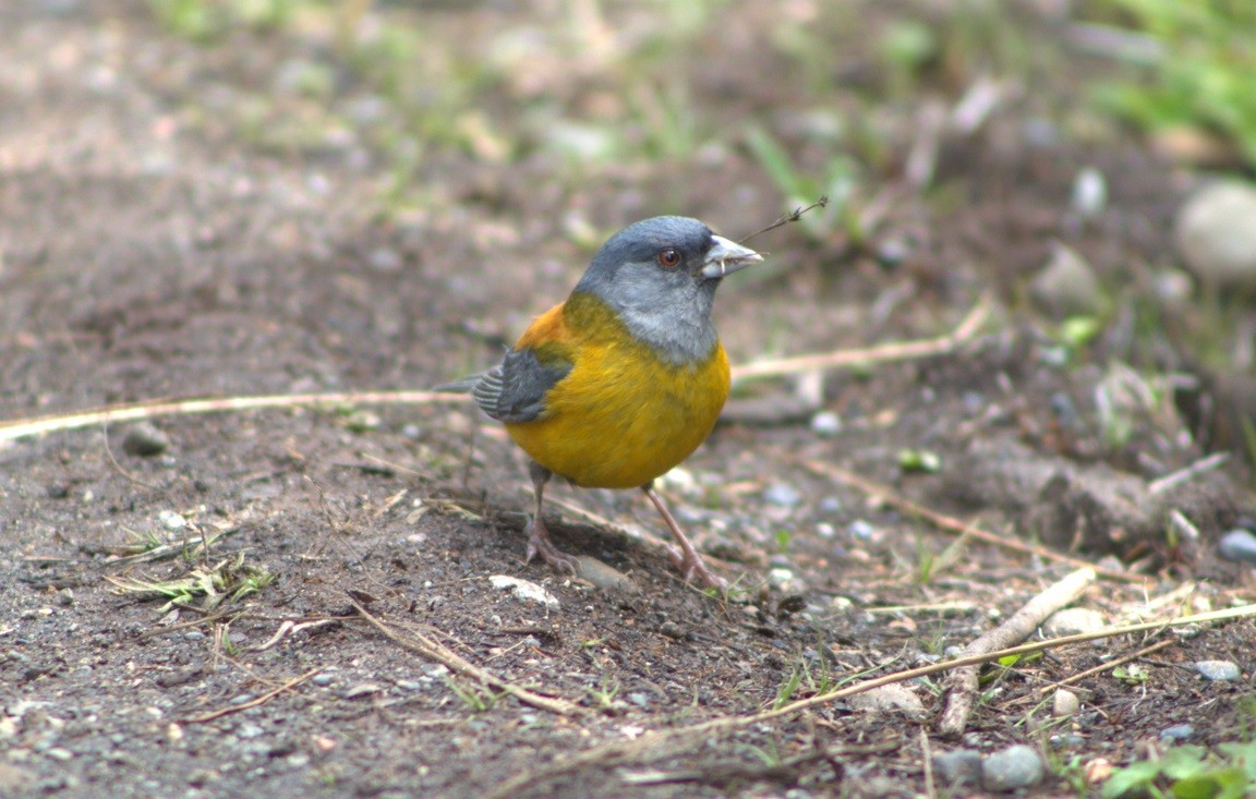 Patagonian Sierra Finch - ML640809112