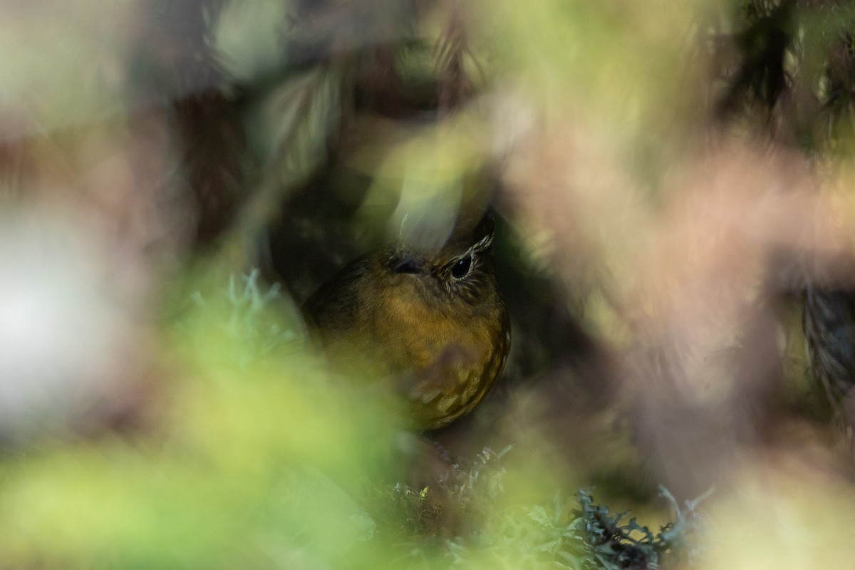 White-browed Bush-Robin - ML640809137