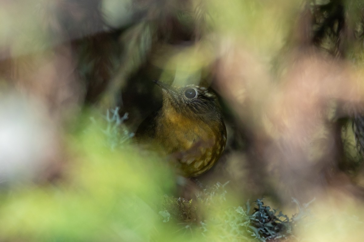 White-browed Bush-Robin - ML640809138