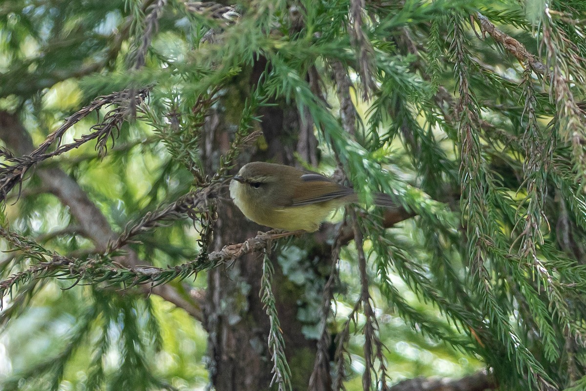 Hume's Bush Warbler - ML640809152