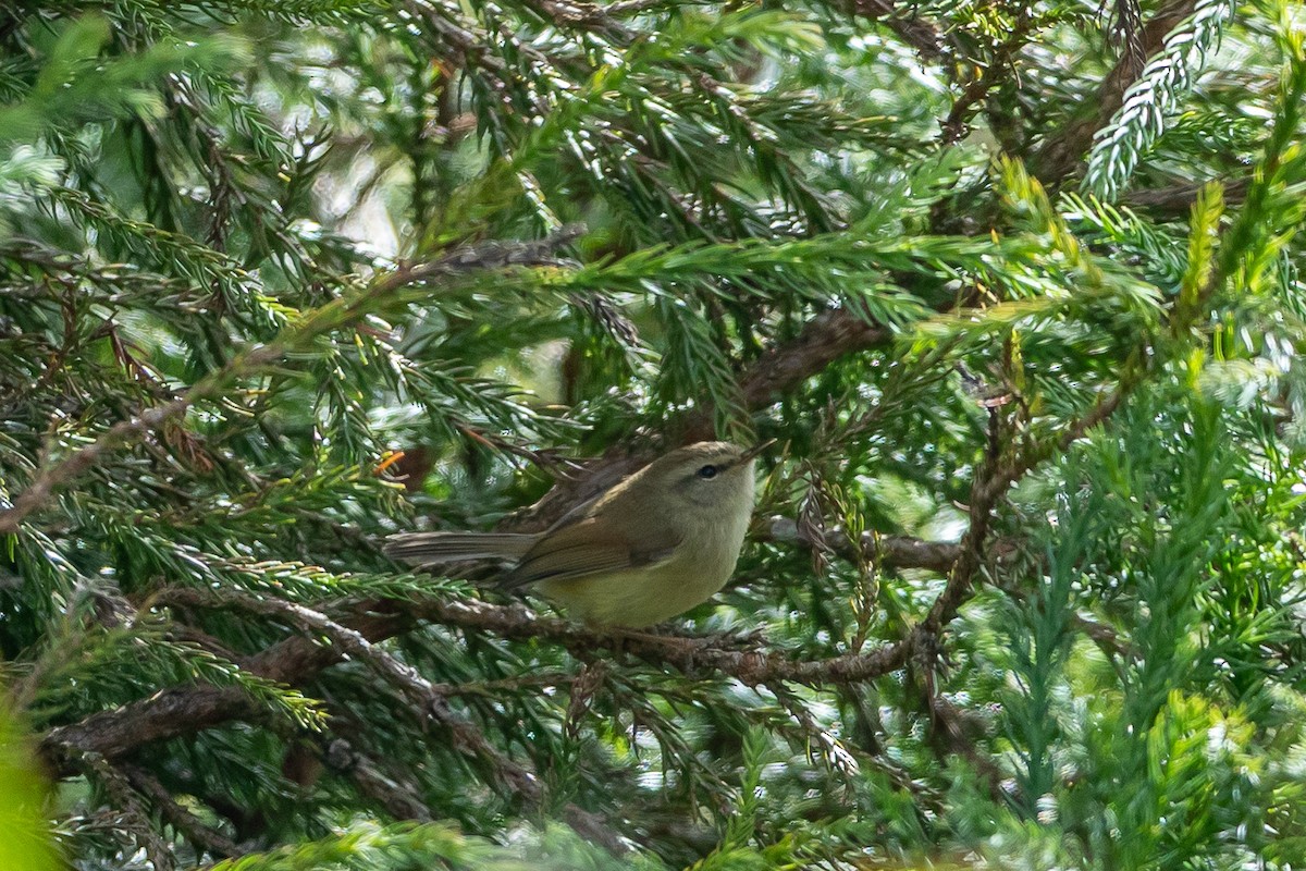 Hume's Bush Warbler - ML640809153