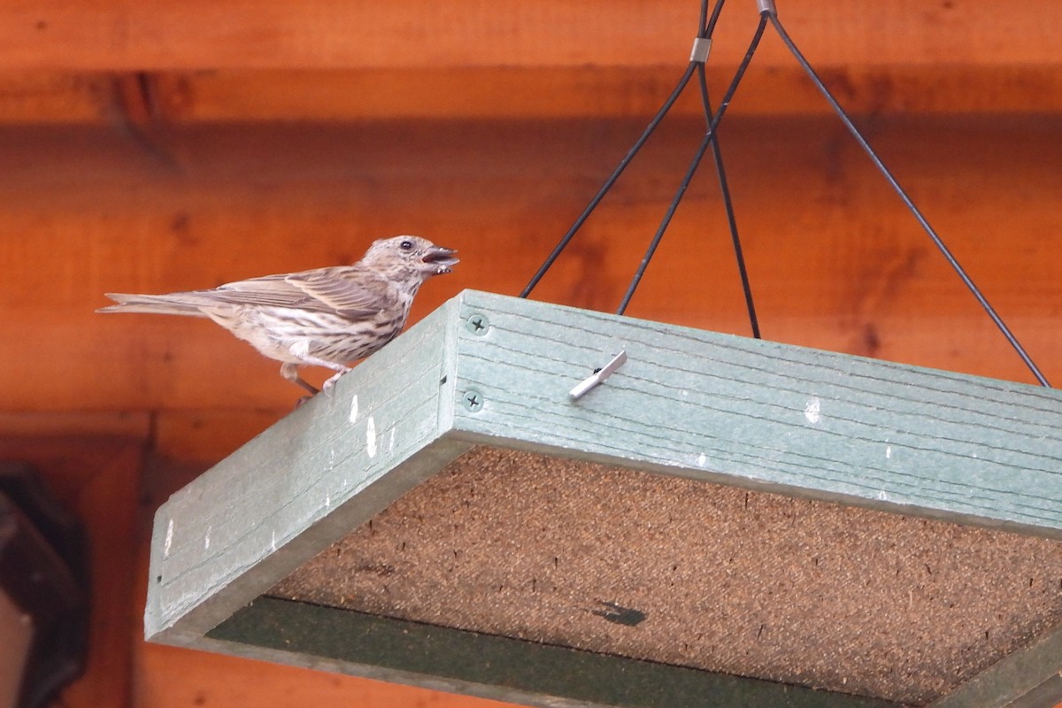Cassin's Finch - ML640809280