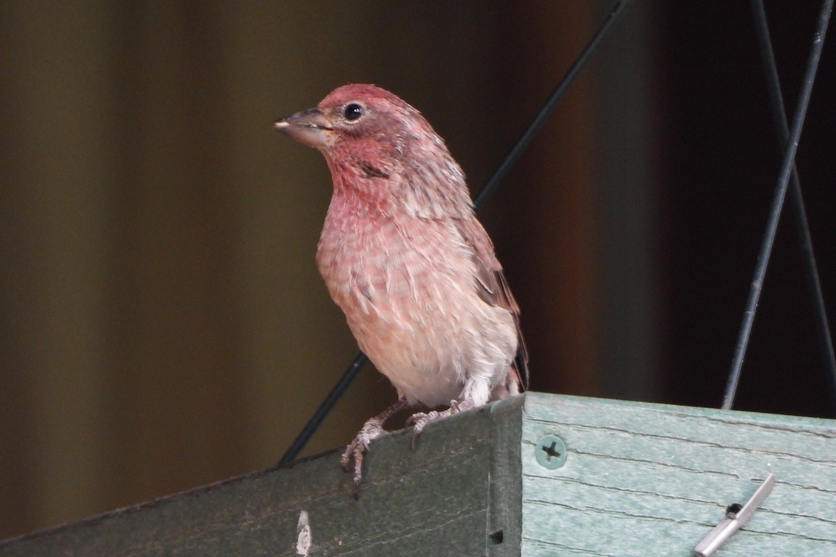 Cassin's Finch - ML640809356