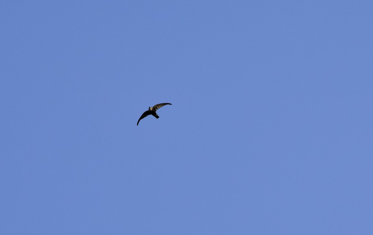 House Swift - ML640809367